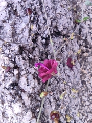 Slimstalk spiderling (Boerhavia gracillima)