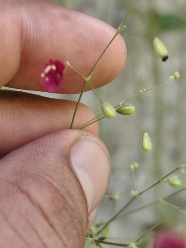 Slimstalk spiderling (Boerhavia gracillima)