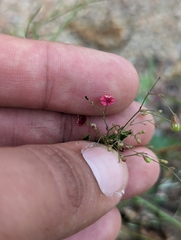 Slimstalk spiderling (Boerhavia gracillima)