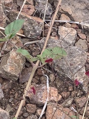 Slimstalk spiderling (Boerhavia gracillima)
