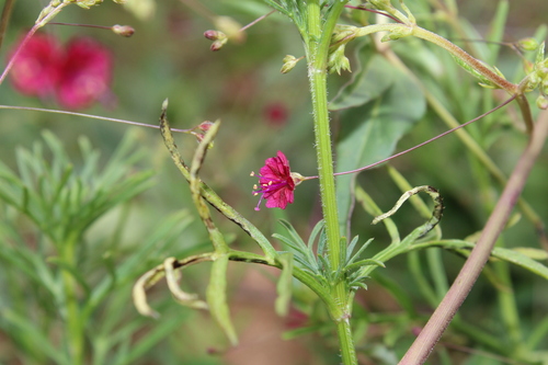 Slimstalk spiderling (Boerhavia gracillima)