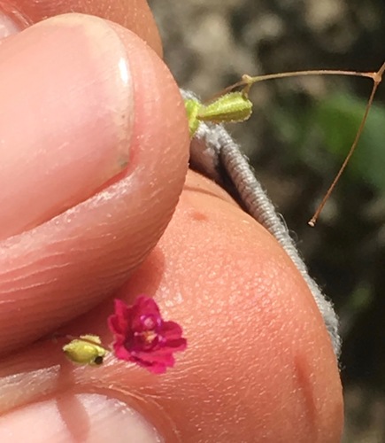 Slimstalk spiderling (Boerhavia gracillima)