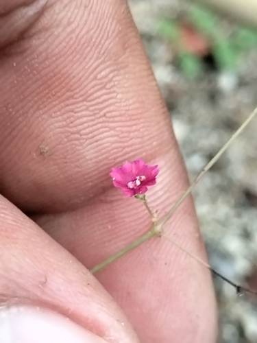 Slimstalk spiderling (Boerhavia gracillima)