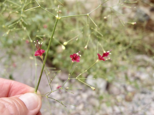 Slimstalk spiderling (Boerhavia gracillima)