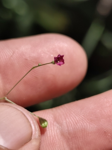 Slimstalk spiderling (Boerhavia gracillima)