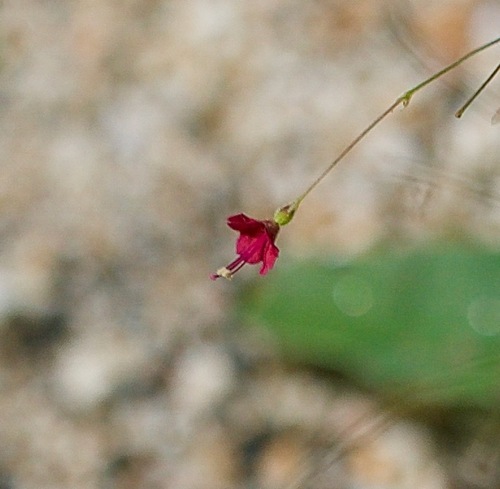 Slimstalk spiderling (Boerhavia gracillima)