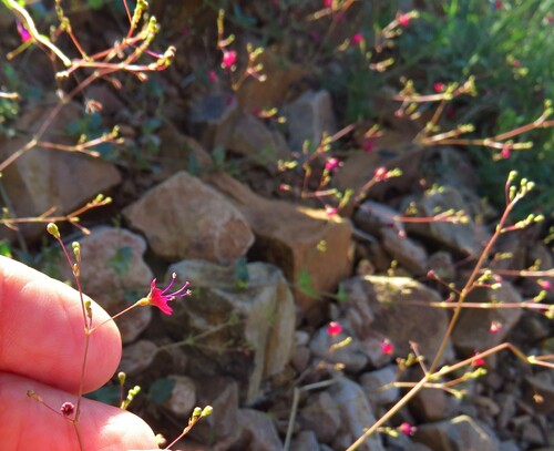 Slimstalk spiderling (Boerhavia gracillima)