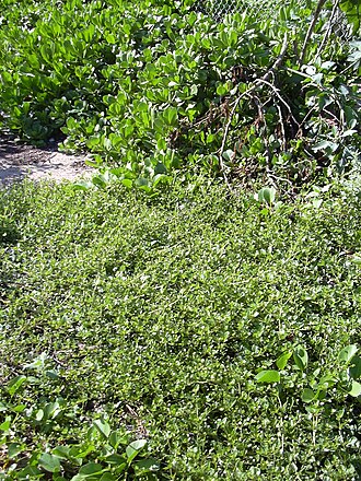 Boerhavia hirsuta: Boerhavia repens (habit). Location: Maui, Kanaha Beach