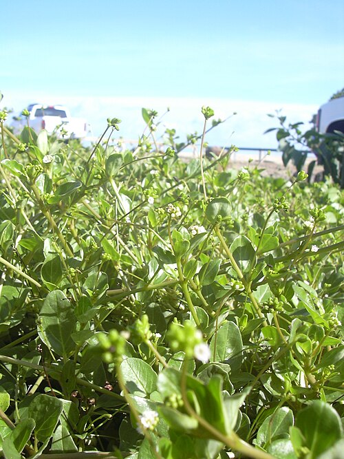 Boerhavia hirsuta: Boerhavia repens (habit). Location: Maui, Kanaha Beach