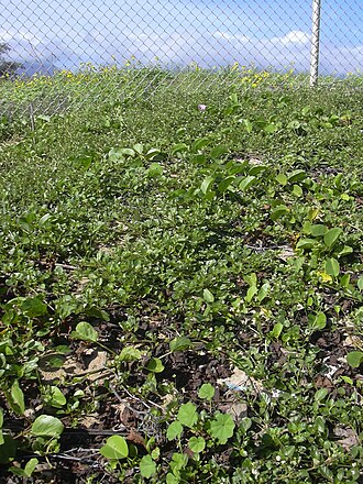 Boerhavia hirsuta: Boerhavia repens (habit). Location: Maui, Kanaha Beach