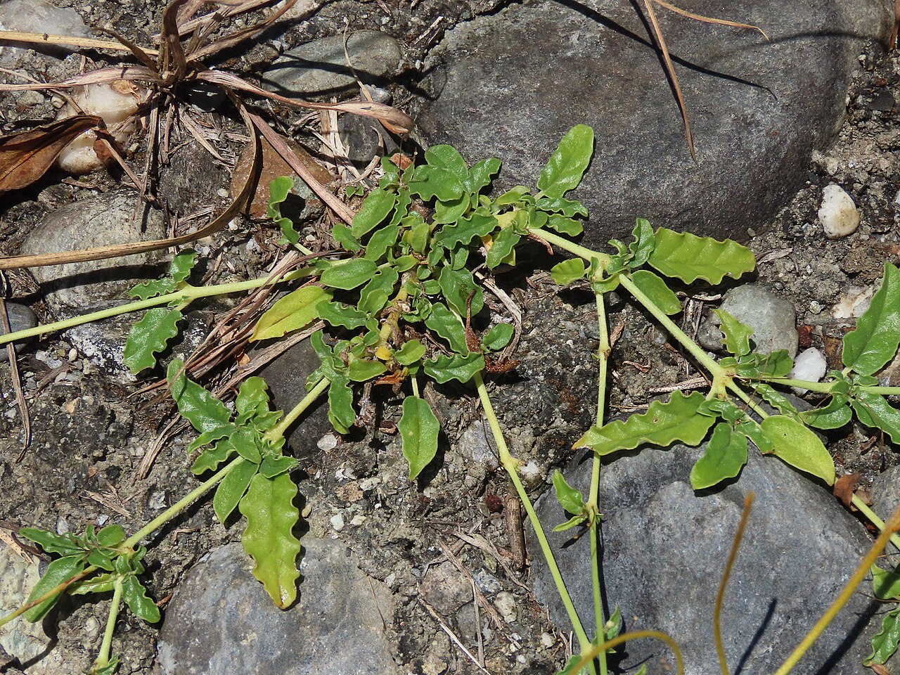 Boerhavia hualienensis: Boerhavia hualienensis. Species of plant.