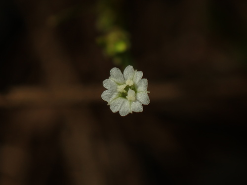 Boerhavia hualienensis (Boerhavia hualienensis)