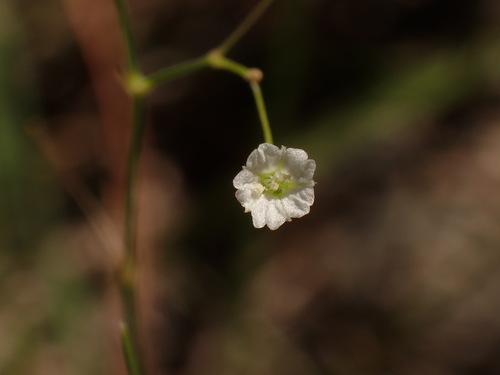 Boerhavia hualienensis (Boerhavia hualienensis)