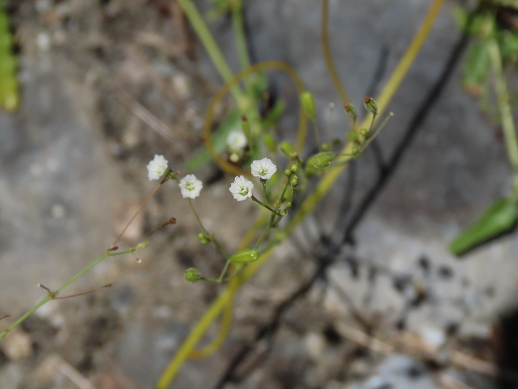 Boerhavia hualienensis (Boerhavia hualienensis)