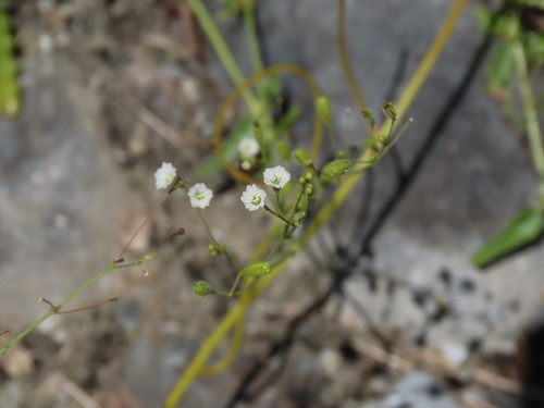 Boerhavia hualienensis (Boerhavia hualienensis)