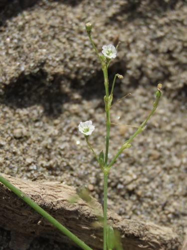 Boerhavia hualienensis (Boerhavia hualienensis)