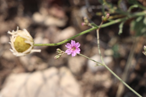 Narrowleaf spiderling (Boerhavia linearifolia)