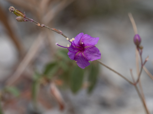 Narrowleaf spiderling (Boerhavia linearifolia)