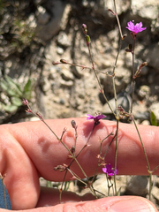 Narrowleaf spiderling (Boerhavia linearifolia)