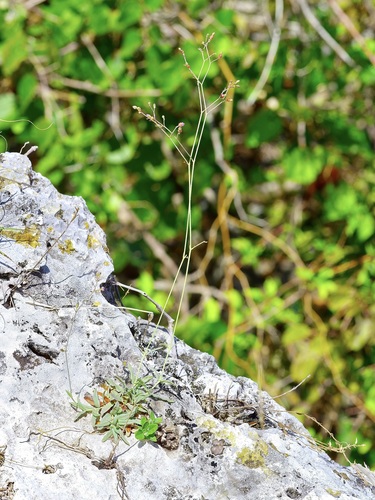Narrowleaf spiderling (Boerhavia linearifolia)
