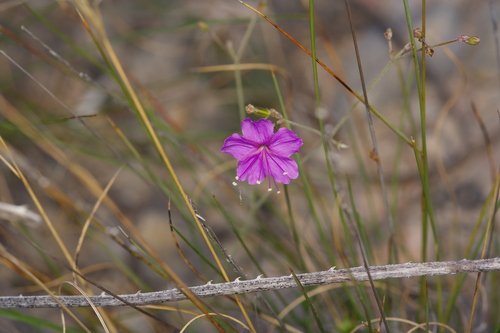 Narrowleaf spiderling (Boerhavia linearifolia)