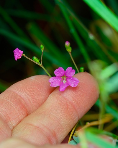Narrowleaf spiderling (Boerhavia linearifolia)