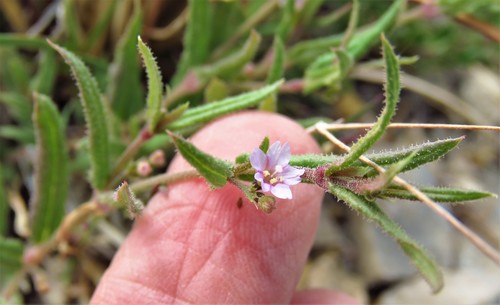 Narrowleaf spiderling (Boerhavia linearifolia)