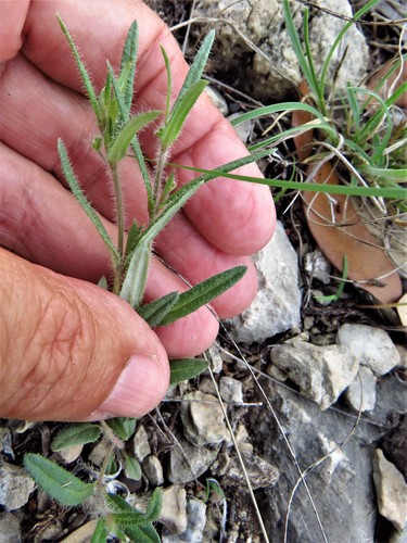 Narrowleaf spiderling (Boerhavia linearifolia)