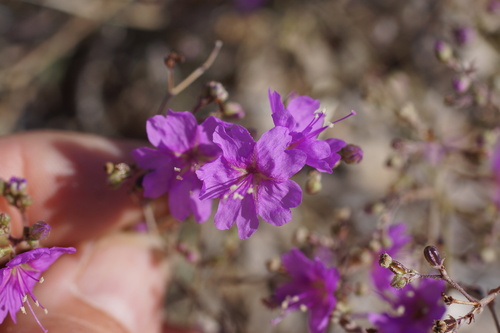 Narrowleaf spiderling (Boerhavia linearifolia)
