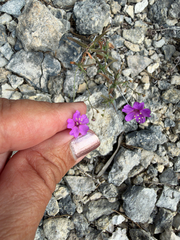Narrowleaf spiderling (Boerhavia linearifolia)