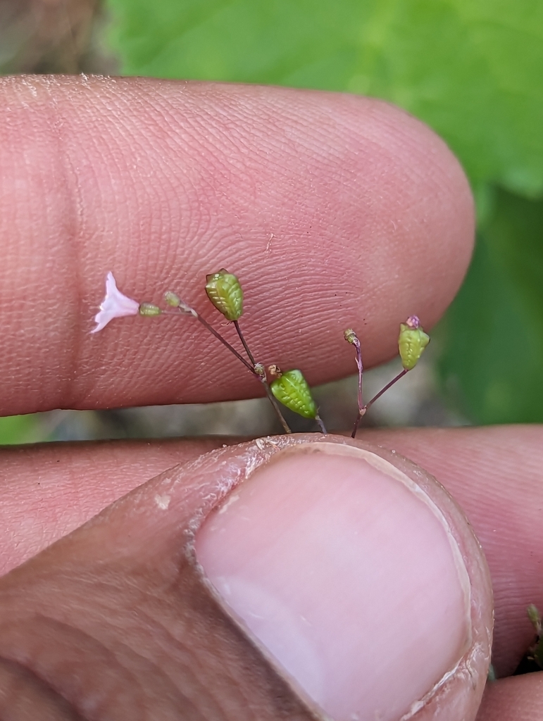 Boerhavia maculata (Boerhavia maculata)