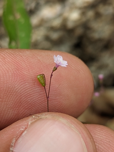 Boerhavia maculata (Boerhavia maculata)
