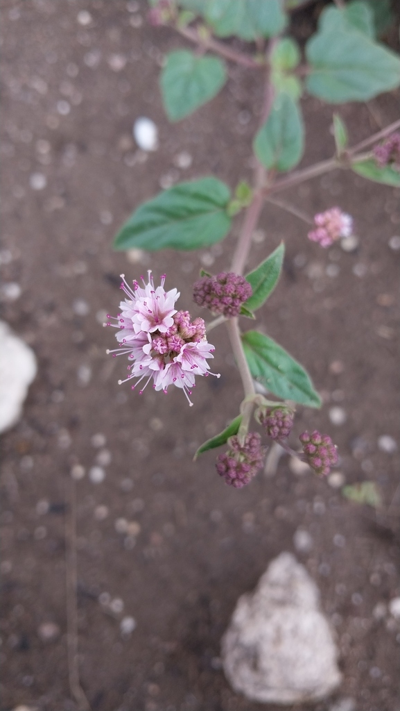 Boerhavia pulchella (Boerhavia pulchella)
