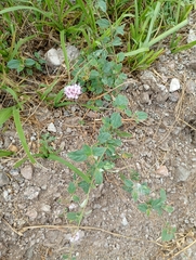 Boerhavia pulchella (Boerhavia pulchella)