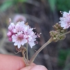 Boerhavia pulchella (Boerhavia pulchella)