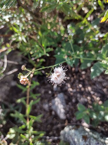 Boerhavia pulchella (Boerhavia pulchella)