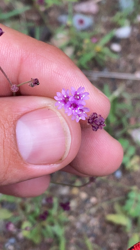 Purple spiderling (Boerhavia purpurascens)