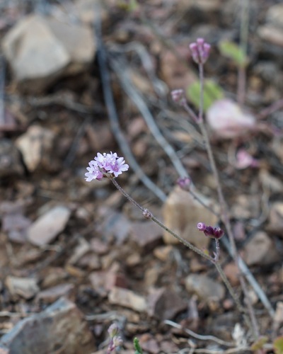 Purple spiderling (Boerhavia purpurascens)