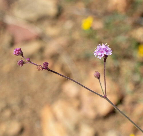 Purple spiderling (Boerhavia purpurascens)