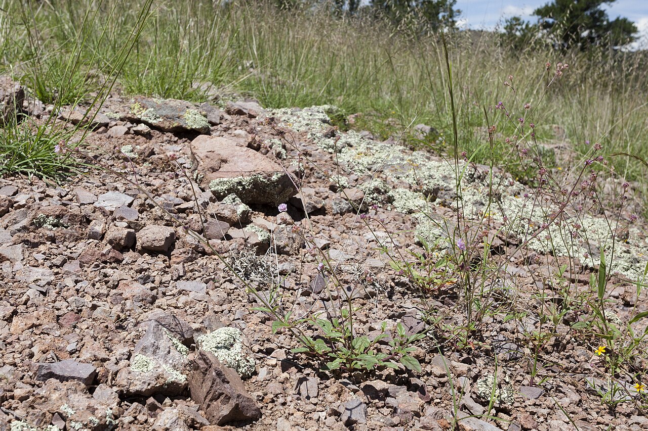 Purple spiderling: Boerhavia purpurascens , Gold Gulch in the Big Burro Mountains, southeast of Eagle Eye Peak and north-northeast of Knight Peak, 32.554 -108.509, Grant County, N