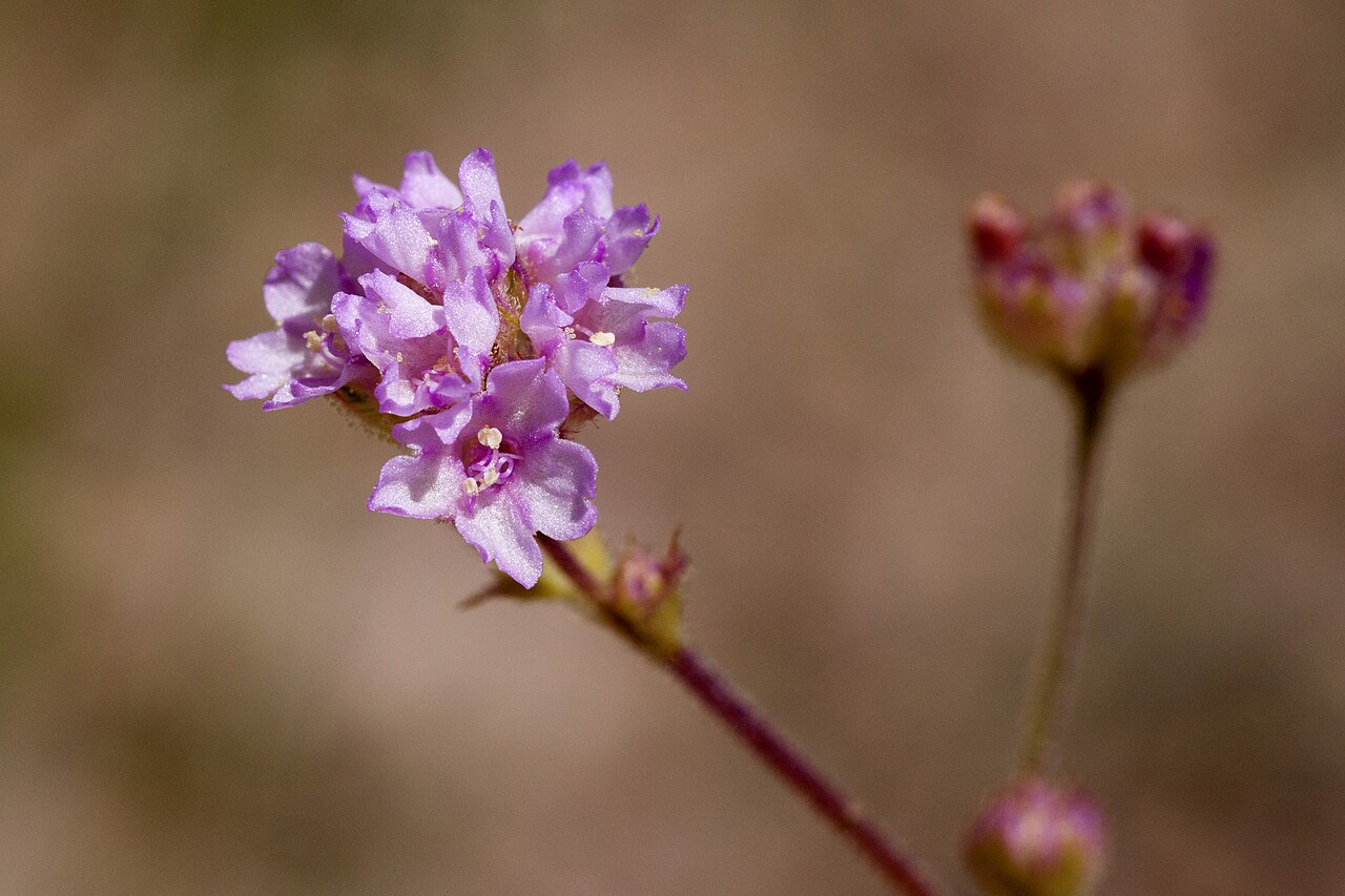 Purple spiderling: Boerhavia purpurascens , Gold Gulch in the Big Burro Mountains, southeast of Eagle Eye Peak and north-northeast of Knight Peak, 32.554 -108.509, Grant County, N