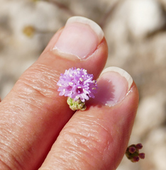 Purple spiderling (Boerhavia purpurascens)
