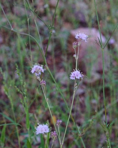 Purple spiderling (Boerhavia purpurascens)