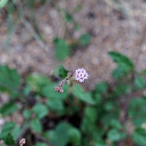 Purple spiderling (Boerhavia purpurascens)
