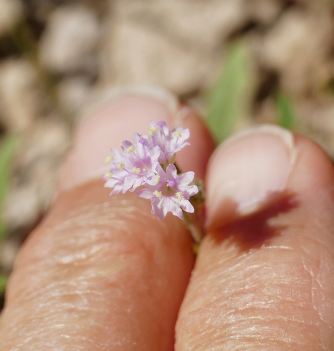 Purple spiderling (Boerhavia purpurascens)