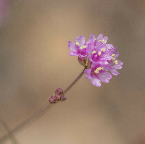 Purple spiderling (Boerhavia purpurascens)