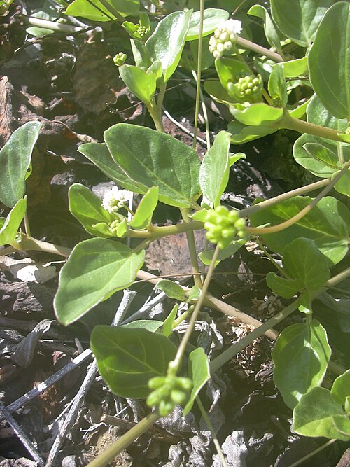 Anena: Boerhavia repens (habit). Location: Maui, Kanaha Beach
