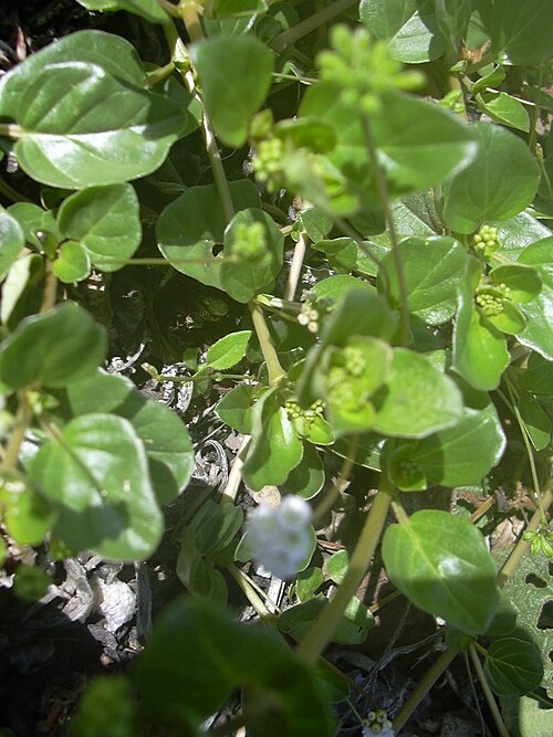 Anena: Boerhavia repens (habit). Location: Maui, Kanaha Beach
