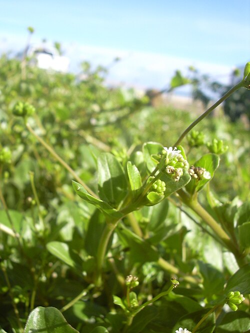 Anena: Boerhavia repens (habit). Location: Maui, Kanaha Beach