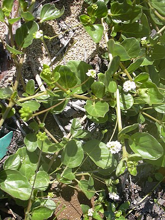 Anena: Boerhavia repens (habit). Location: Maui, Kanaha Beach